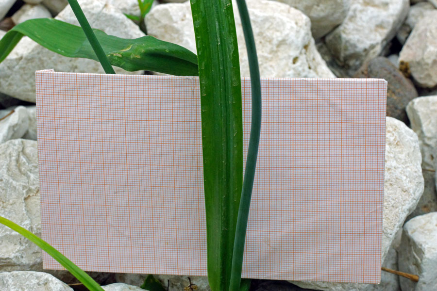 Allium neapolitanum / Aglio napoletano